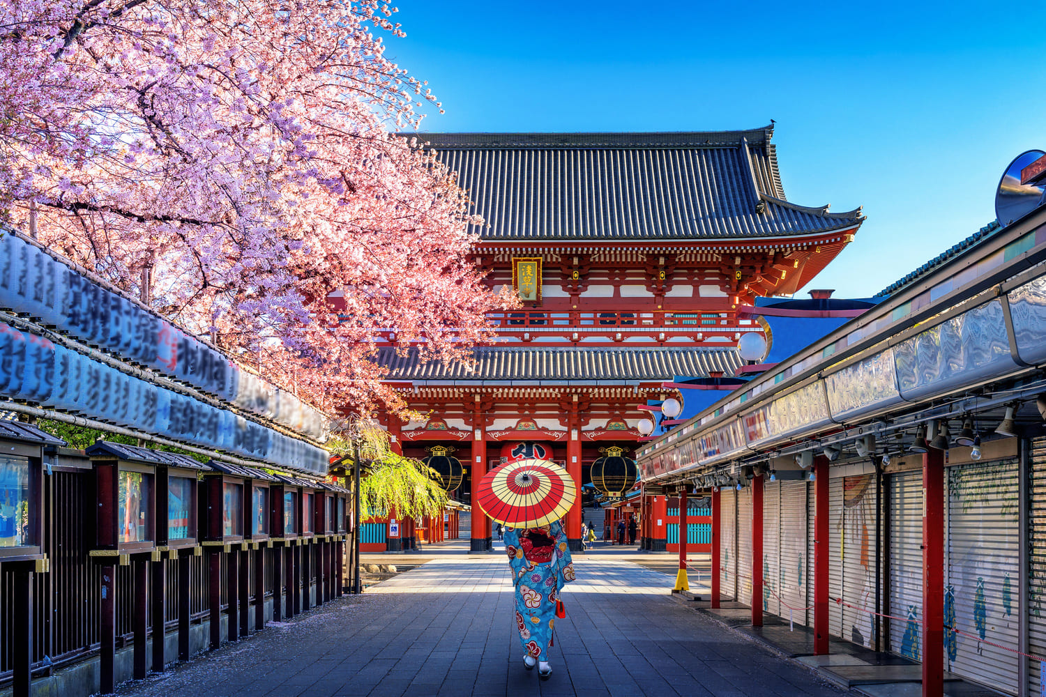 primavera en japón